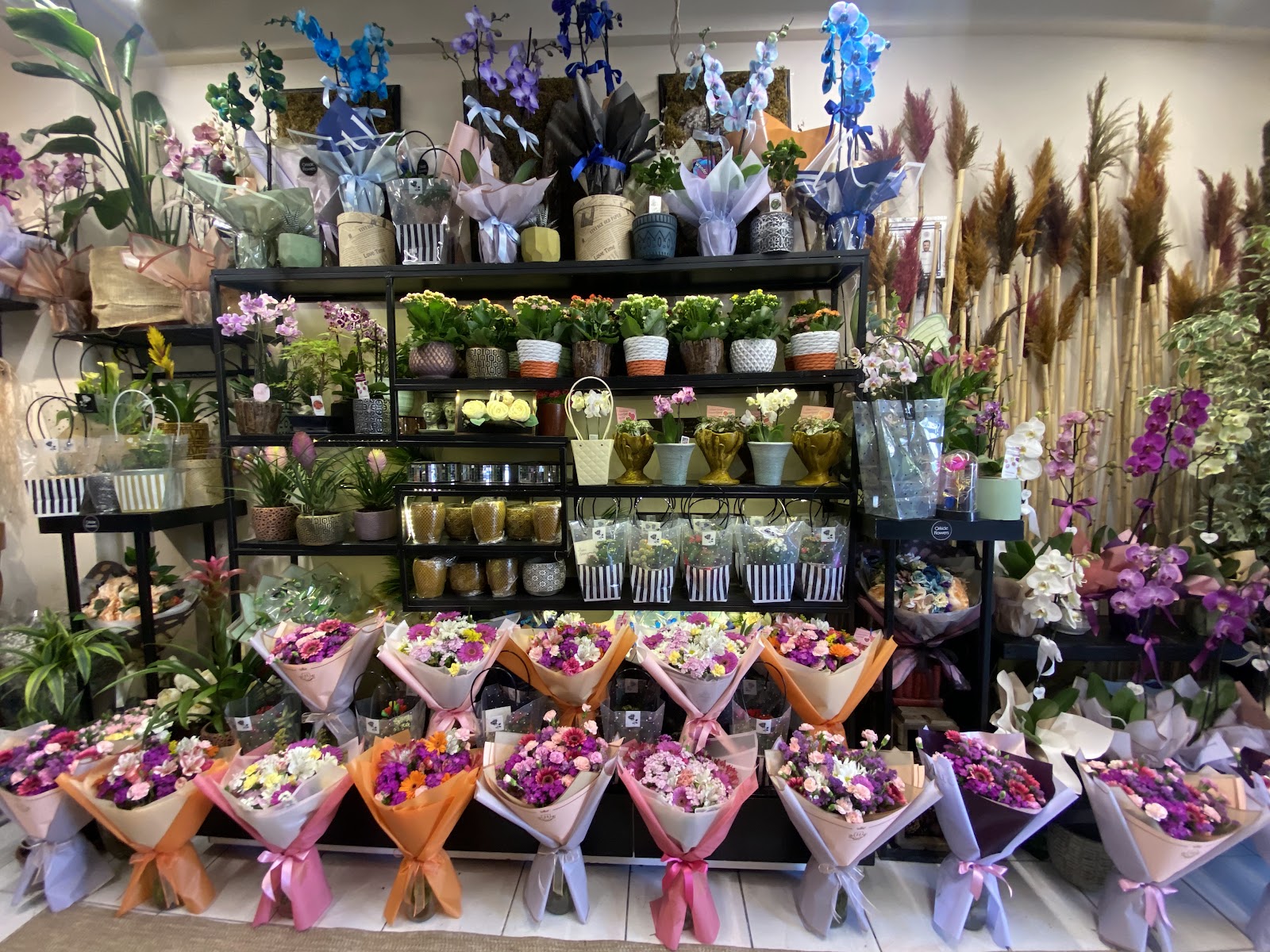 Orkide flower